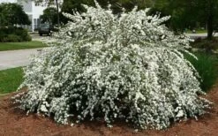 Double Reeves Bridal Wreath Spirea - 6 Pack Of 1 Gallon Pots -Wilson Bros Gardens Shop Spirea Reeves 7 2