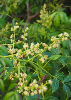 June Plum (Spondias Dulcis) -Wilson Bros Gardens Shop Spondias dulcis hog plum june plum flowering