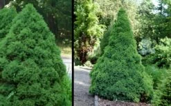 Dwarf Alberta Spruce - 5 Gallon Pot -Wilson Bros Gardens Shop Spruce Dwarf Alberta 1 1