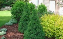 Dwarf Alberta Spruce - 5 Gallon Pot -Wilson Bros Gardens Shop Spruce Dwarf Alberta 2 1
