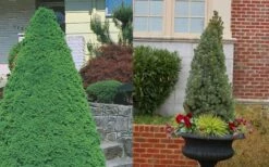 Dwarf Alberta Spruce - 5 Gallon Pot -Wilson Bros Gardens Shop Spruce Dwarf Alberta 3 1