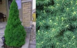 Dwarf Alberta Spruce - 1 Gallon Pot -Wilson Bros Gardens Shop Spruce Dwarf Alberta 4 2