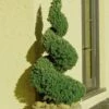 Spiral Dwarf Alberta Spruce Topiary - 7 Gallon Pot