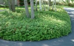 Creeping St Johns Wort - Hypericum Calycinum - 6 Pack Of Pint Pots -Wilson Bros Gardens Shop St Johns Wort 1 2