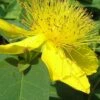 Creeping St Johns Wort (Hypericum Calycinum) - 5 Pack Of Quart Pots