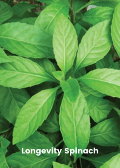 Summer Greens Bundle: Malabar Spinach, Molokhia, Longevity Spinach & Lagos Spinach -Wilson Bros Gardens Shop SummerGreensBundle LongevitySpinach OkinawaSpinach LagosSpinachPlantsForSale SowExotic.com 1