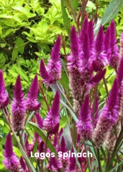 Summer Greens Bundle: Malabar Spinach, Molokhia, Longevity Spinach & Lagos Spinach -Wilson Bros Gardens Shop SummerGreensBundle LongevitySpinach OkinawaSpinach LagosSpinachPlantsForSale SowExotic.com 2