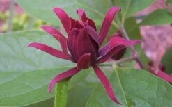 Sweetshrub (Carolina Allspice) - Calycanthus Floridus - 5 Gallon Pot 11 Sweetshrub (Carolina Allspice) - Calycanthus Floridus - 5 Gallon Pot -Wilson Bros Gardens Shop Sweet Shrub