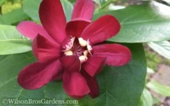 Aphrodite Sweetshrub (Carolina Allspice) - Calycanthus - 1 Gallon Pot -Wilson Bros Gardens Shop Sweet Shrub Aphrodite 50 1