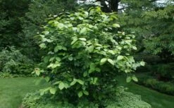 Aphrodite Sweetshrub (Carolina Allspice) - Calycanthus - 3 Gallon Pot -Wilson Bros Gardens Shop Sweet Shrub Aphrodite Shrub
