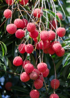 Lychee 'Sweetheart' (Litchi Chinensis) -Wilson Bros Gardens Shop SweetheartLycheesowexoticplantNursery