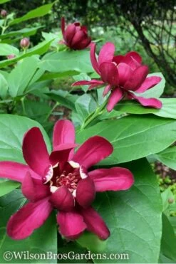 Aphrodite Sweetshrub (Carolina Allspice) - Calycanthus - 1 Gallon Pot -Wilson Bros Gardens Shop Sweetshrub Aphrodite 1 500x750 2