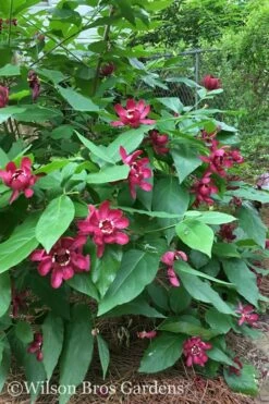 Aphrodite Sweetshrub (Carolina Allspice) - Calycanthus - 1 Gallon Pot -Wilson Bros Gardens Shop Sweetshrub Aphrodite 20 1