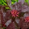 Burgundy Spice Sweetshrub (Calycanthus ) - 1 Gallon Pot