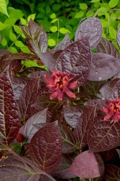 Burgundy Spice Sweetshrub (Calycanthus ) - 3 Gallon Pot