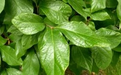 Sweetshrub (Carolina Allspice) - Calycanthus Floridus - 5 Gallon Pot 10 Sweetshrub (Carolina Allspice) - Calycanthus Floridus - 5 Gallon Pot -Wilson Bros Gardens Shop Sweetshrub Leaves
