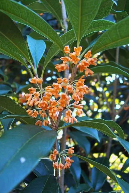Apricot Echo Tea Olive - Osmanthus Fragrans Aurantiacus - 1 Gallon Pot 1 Apricot Echo Tea Olive - Osmanthus Fragrans Aurantiacus - 1 Gallon Pot
