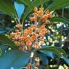 Apricot Echo Tea Olive - Osmanthus Fragrans Aurantiacus - 3 Gallon Pot