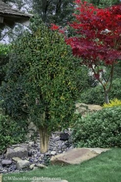 Apricot Echo Tea Olive (Osmanthus Fragrans Aurantiacus) - 7 Gallon Pot (3-4') -Wilson Bros Gardens Shop Tea Olive Apricot Echo 12 2