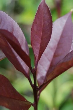 Apricot Echo Tea Olive - Osmanthus Fragrans Aurantiacus - 1 Gallon Pot 9 Apricot Echo Tea Olive - Osmanthus Fragrans Aurantiacus - 1 Gallon Pot -Wilson Bros Gardens Shop Tea Olive Apricot Echo 4 1