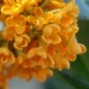 Fragrant Orange Tea Olive - Osmanthus Fragrans Aurantiacus - 5 Pack Of Quart Pots