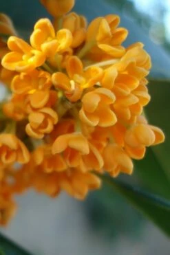 Fragrant Orange Tea Olive - Osmanthus Fragrans Aurantiacus - 7 Gallon Pot (4-5')