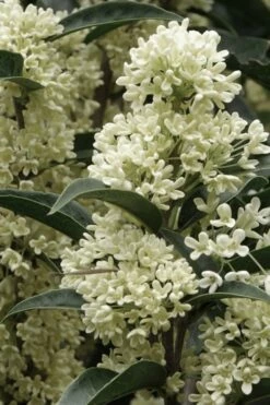 Fudingzhu Fragrant White Tea Olive (Osmanthus Fragrans) - 6 Pack Of 1 Gallon Pots