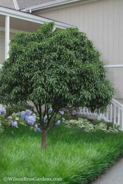 Fudingzhu Fragrant White Tea Olive (Osmanthus Fragrans) - 3 Gallon Pot 8 Fudingzhu Fragrant White Tea Olive (Osmanthus Fragrans) - 3 Gallon Pot -Wilson Bros Gardens Shop Tea Olive Fudingzhu 6