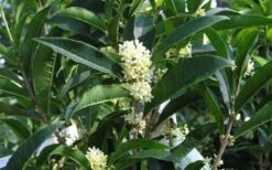 Fudingzhu Fragrant White Tea Olive (Osmanthus Fragrans) - 1 Gallon Pot 9 Fudingzhu Fragrant White Tea Olive (Osmanthus Fragrans) - 1 Gallon Pot -Wilson Bros Gardens Shop Tea Olive Fudingzhu 7 1