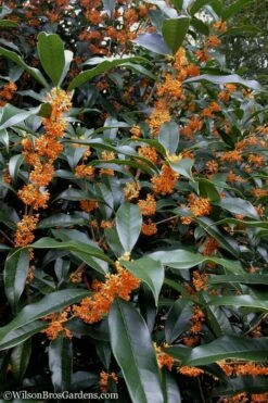 Fragrant Orange Tea Olive - Osmanthus Fragrans Aurantiacus - 7 Gallon Pot (4-5') -Wilson Bros Gardens Shop Tea Olive Orange 102 4