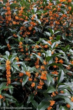 Fragrant Orange Tea Olive - Osmanthus Fragrans Aurantiacus - 5 Gallon Pot 13 Fragrant Orange Tea Olive - Osmanthus Fragrans Aurantiacus - 5 Gallon Pot -Wilson Bros Gardens Shop Tea Olive Orange 103 2