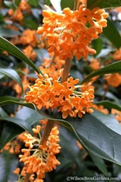 Fragrant Orange Tea Olive - Osmanthus Fragrans Aurantiacus - 7 Gallon Pot (4-5') -Wilson Bros Gardens Shop Tea Olive Orange 104 4