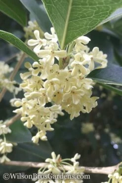 Fragrant White Tea Olive - 1 Gallon Pot