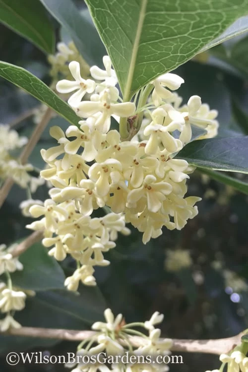 Fragrant White Tea Olive - 1 Gallon Pot 1 Fragrant White Tea Olive - 1 Gallon Pot