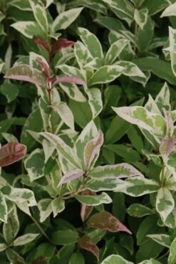Pink Flush Variegated Tea Olive (Osmanthus Fragrans 'Yinbi Shuanghui') - Quart Pot -Wilson Bros Gardens Shop Tea Olive Yinbi Shuanghui Variegated 2 4