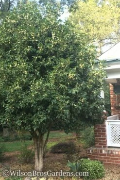 Fragrant White Tea Olive - 5 Pack Of Quart Pots -Wilson Bros Gardens Shop Teav Olive White Osmanthus Fragrans 500x750 1