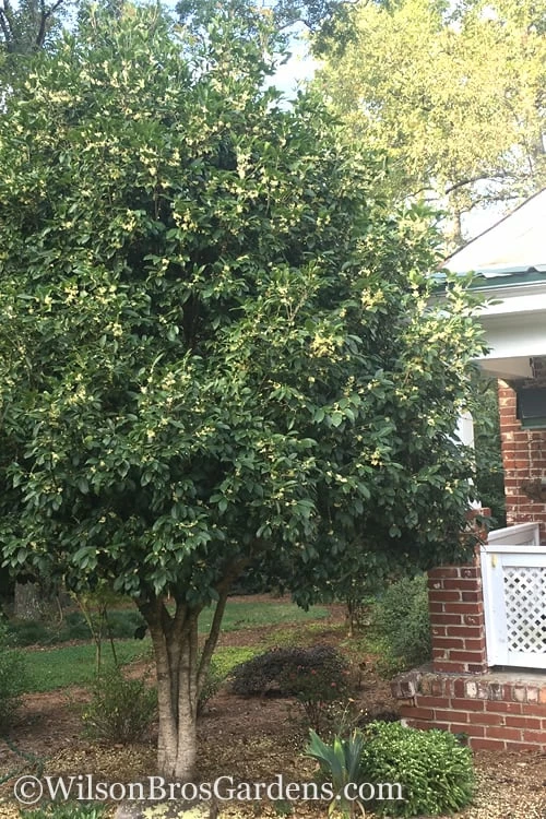 Fragrant White Tea Olive - 7 Gallon Pot (5-6') 4 Fragrant White Tea Olive - 7 Gallon Pot (5-6') - Image 4