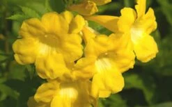 Lydia Tecoma - Esperanza - 1 Gallon Pot -Wilson Bros Gardens Shop Tecoma Lydia Flower Closeup