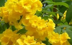 Lydia Tecoma - Esperanza - 1 Gallon Pot -Wilson Bros Gardens Shop Tecoma Lydia Flowers 1