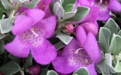 Desperado Texas Sage - Leucophyllum Frutescens - 3 Gallon Pot -Wilson Bros Gardens Shop Texas Sage Desperado 2