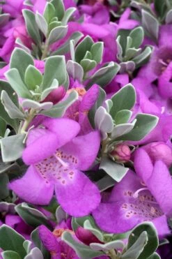 Desperado Texas Sage - Leucophyllum Frutescens - 3 Gallon Pot -Wilson Bros Gardens Shop Texas Sage Desperado 4