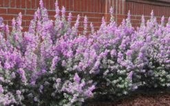 Desperado Texas Sage - Leucophyllum Frutescens - 3 Gallon Pot -Wilson Bros Gardens Shop Texas Sage Desperado 7