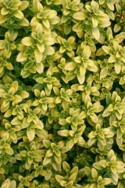 Archers Gold Lemon Thyme - Thymus Citriodorus - 5 Pack Of Pint Pots -Wilson Bros Gardens Shop Thyme Archers Gold Rev 500x750 1