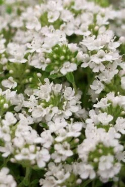 White Creeping Thyme (Thymus Praecox 'Albiflorus') - 5 Pack Of Quart Pots -Wilson Bros Gardens Shop Thyme Creeping White 3
