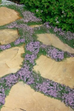 Elfin Creeping Thyme - Thymus Serpyllum Elfin - 6 Pack Of 3.5" Pint Pots