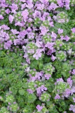 Elfin Creeping Thyme - Thymus Serpyllum Elfin - 3 Pack Of Pint Pots -Wilson Bros Gardens Shop Thyme Elfin BS 2