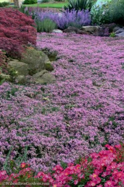 Pink Chintz Thyme - Thymus Serpyllum - 10 Pack Of Pint Pots -Wilson Bros Gardens Shop Thyme Pink Chintz 10 1