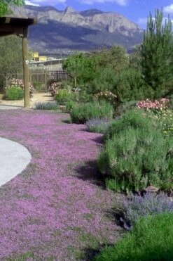 Pink Chintz Thyme - Thymus Serpyllum - 6 Pack Of Pint Pots