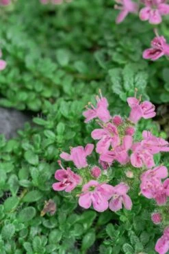 Pink Chintz Thyme - Thymus Serpyllum - 6 Pack Of Pint Pots -Wilson Bros Gardens Shop Thyme Pink Chintz 5 3