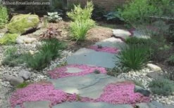 Pink Chintz Thyme - Thymus Serpyllum - 10 Pack Of Quart Pots -Wilson Bros Gardens Shop Thyme Pink Chintz 8 5